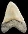 Megalodon Tooth - North Carolina #47424-2